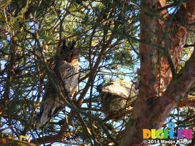 FZ011052 Long-eared owls (Asio otus) in tree